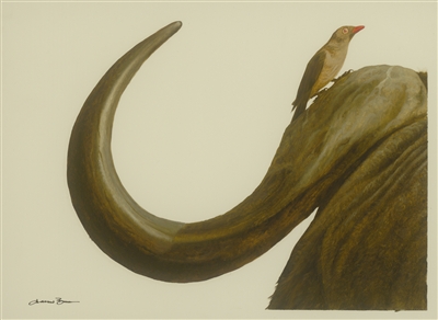 Ox Pecker by Andrew Bone