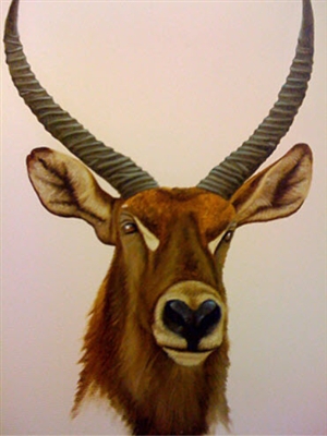 Waterbuck (Study) by Andrew Bone
