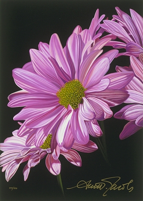 Hot Pink by Scott Jacobs