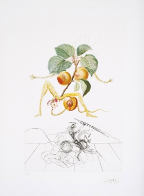 Abricot chevalier (Apricot Knight)from 'Flordali' (Les Fruites) by Salvador Dali