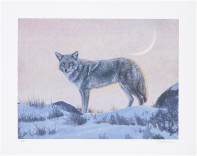 Coyote by Pat McManus