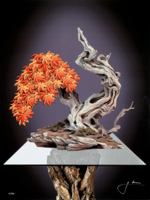 Lions Den Maple - Bonsai by Jay Bonadio