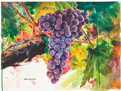 Cluster of Grapes by Orlando Quevedo