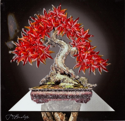 A-Frame Bonsai by Jay Bonadio