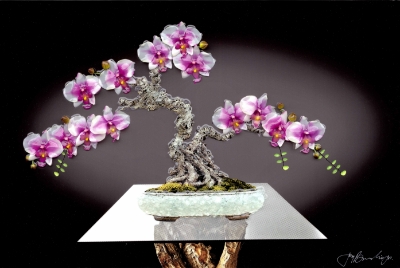The Blooming Canopy Bonsai by Jay Bonadio